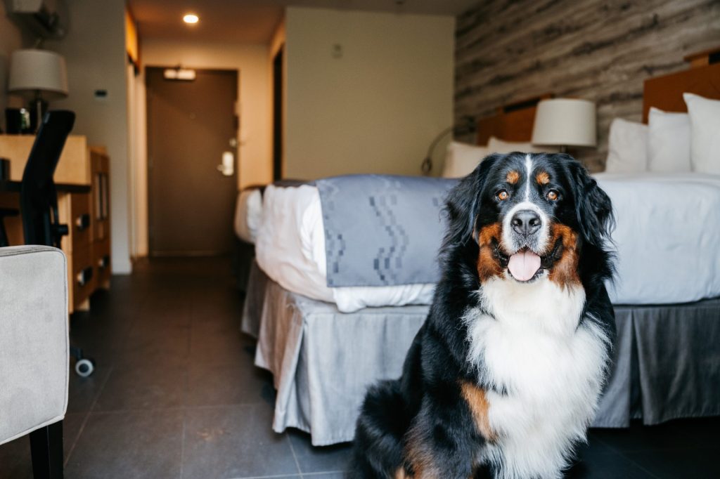 Chambres Canines